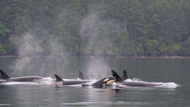 Seattle: Half-Day Wildlife and Whale Watching Cruise