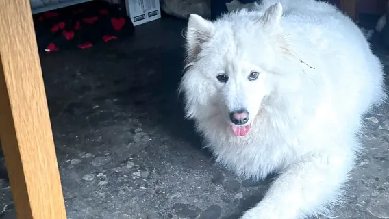 Boarding for New Dogs, with free 30 minute intake appointment - 3 Days