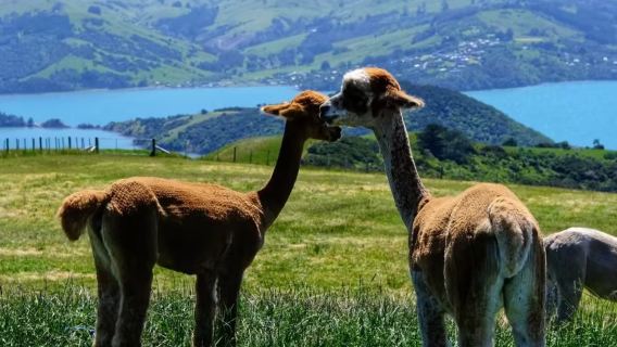 紐西蘭南島阿卡羅阿+羊駝農莊一日遊【基督城來回丨可選含票】