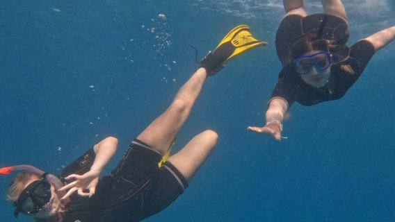 Tenerife: Guided Snorkeling Experience