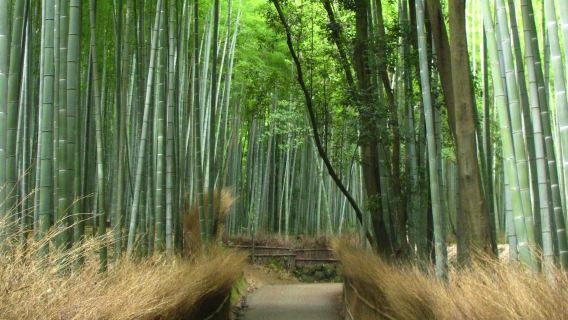 Kyoto: Guided Sightseeing Bus Tour in Japanese