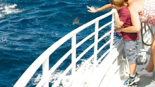 ลองบีช: ทัวร์เรือชมวาฬและโลมา