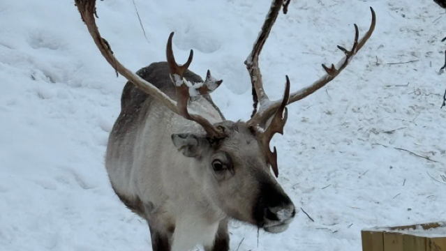 Norwegian Sami Adventure 1-Day Tour ~4.5 hr|English Tour·Kirkenes (Including Dinner)