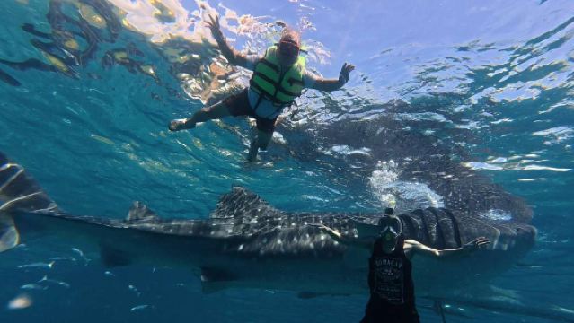 Bohol Departure Oslob Whale Shark Snorkeling Tour | English/Chinese Guide & Optional Lunch