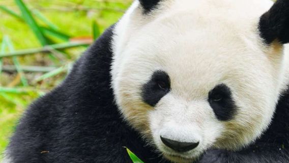 Chengdu Shenshuping Panda Base + Wenchuan earthquake ruins [optional English guide|admission ticket not included]