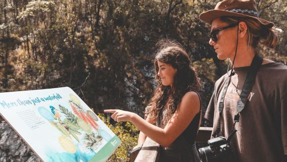 Brisbane: Yağmur Ormanları, Şelaleler ve Ateş Böceği Mağarası Turu