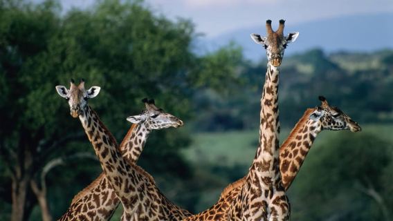 Dar es Salaam: Saadani National Park Day Trip