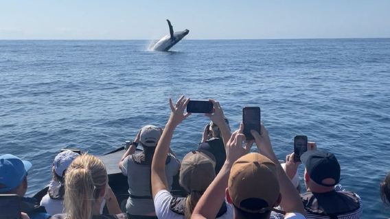 Noosa Ocean Adventures: Avvistamento Balene