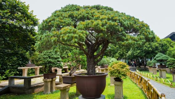[Lotus Breeze at the Humble Administrator's Garden] Suzhou Humble Administrator's Garden 2-hour in-depth tour · senior guide · small group