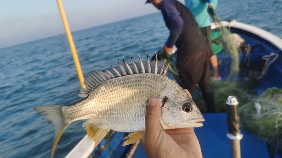 福建福州平潭島無人島趕海/快艇出海捕魚拉網/拉地籠/魚排海釣/快艇出海海釣【所得漁貨歸顧客所有】