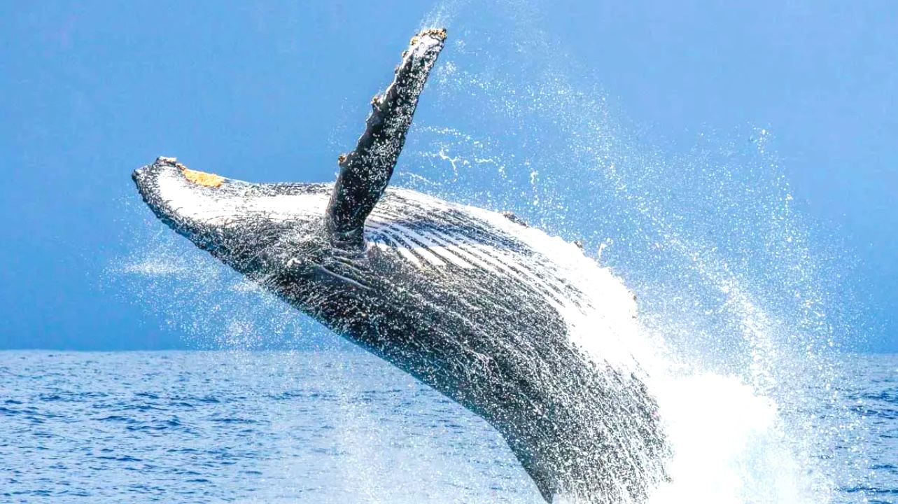 English & Chinese|Okinawa Whale Watching Half-Day Tour: Pickup and Drop-off at Designated Locations in Naha City|Encounter with Humpback Whales
