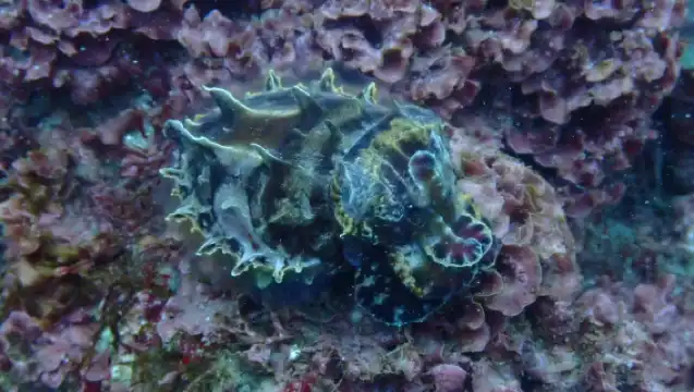 新北龍洞體驗潛水水肺潛水2小時【新北｜貢寮龍洞潛水體驗｜免證照】