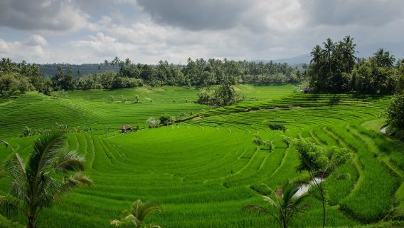 Jatiluwih Rice Terraces + Kecak Dance Appreciation 8-Hour Tour (Private Tour/Customizable/Japanese, English/Hotel Pick-up and Drop-off Included)