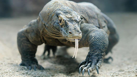 KomodoEsperienze uniche