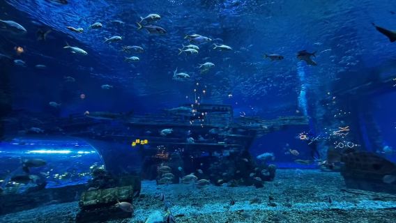 無錫融創海世界體驗潛水浮潛0.5小時【潛水體驗+海世界入場門票】