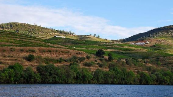 Pinhão: 1-stündige Rabelo-Bootstour