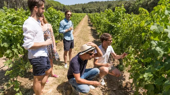 From Marseille: Bandol & Cassis Full-day Wine tour