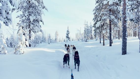 Running with the Pack, 5km Husky Ride and a Kennel Tour