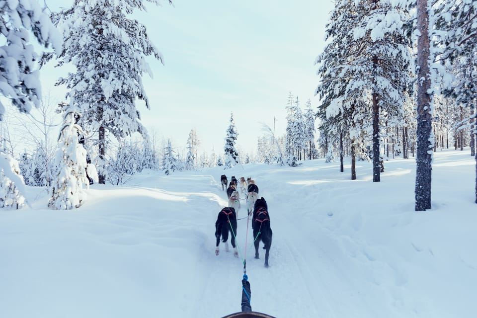 Running with the Pack, 5km Husky Ride and a Kennel Tour