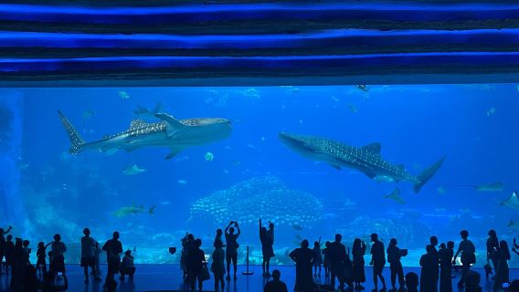 珠海長隆海洋王國一日遊（私人導覽，親子研學之旅，頒發研發證書）