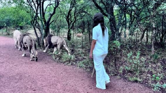 From Johannesburg: Majestic Lion Walk Experience
