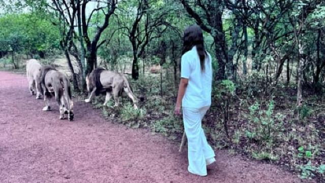 Depuis Johannesburg : Expérience majestueuse de la promenade des lions