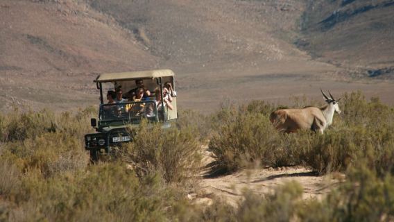 Aquila Game Reserve: Afternoon Safari