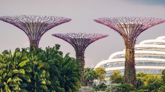 Prenota dopo la consultazione/Giardini botanici di Singapore, Gardens by the Bay, Universal Studios, zoo, Clarke Quay/aeroporto/trasporto punto a punto/guida turistica e autista/servizio auto privata per viaggi e turismo