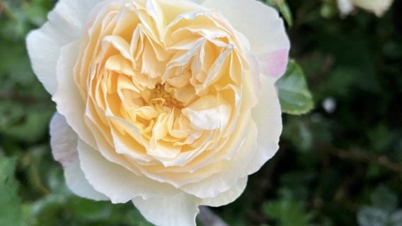 Outlander: Blood of my Blood Guided Tour of Bannockburn House