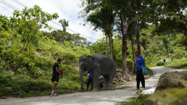 Phuket: Patong Highlights Elephant Sanctuary Tour