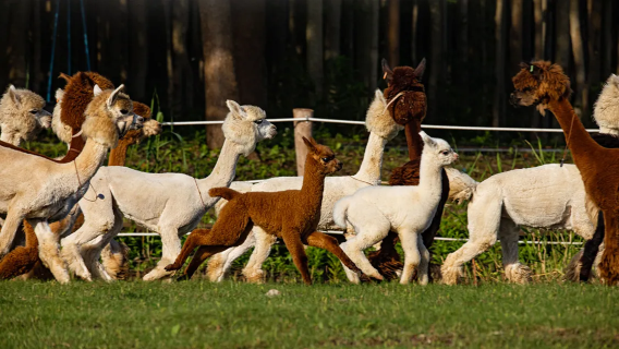 Shanghái Natural Curls Ranch + Isla Chongming [Excursiones familiares cerca de Shanghái]