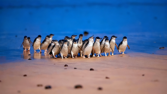 オーストラリア・メルボルン パッフィンビリー鉄道+ペンギン・パレード ワンデーツアー【13名様限定・中国語オプション可】