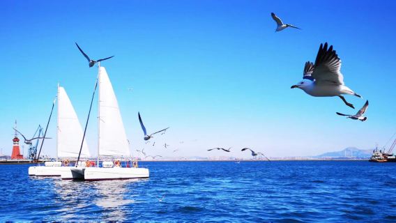 Dalian Laohutan Ocean Park + Fisherman Pier + Venice Water Town + Sailing Boat Private Chartered Tour