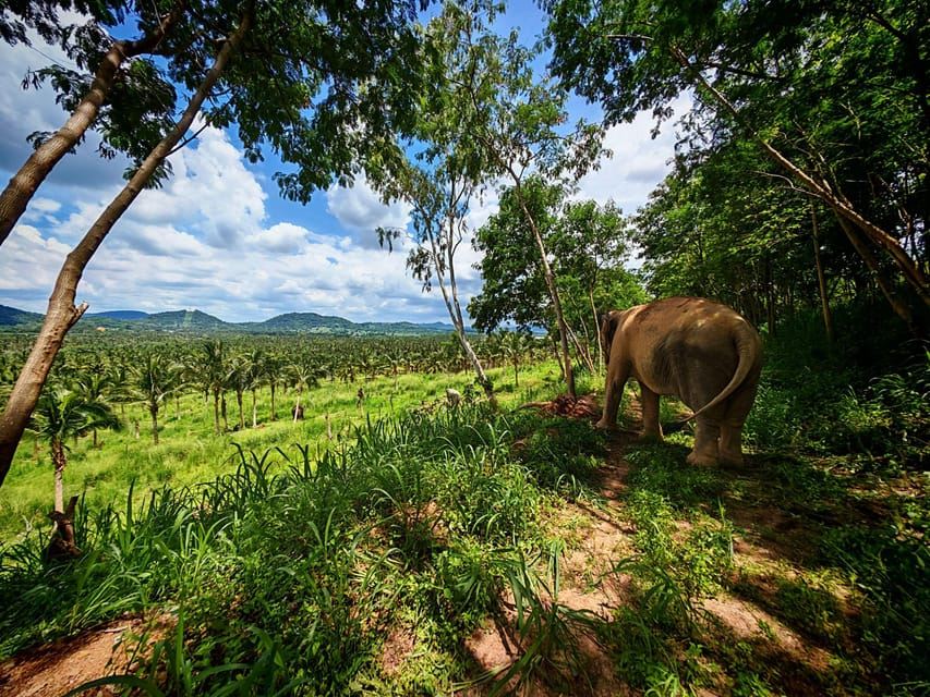 Desde Pattaya: Excursión de un día al Santuario de Elefantes Living Green