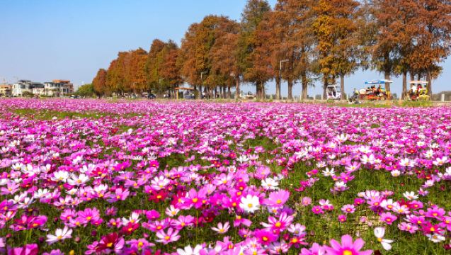中山詹園+孫中山故居+崖口村+孫文西路一日|包車遊上門接駁
