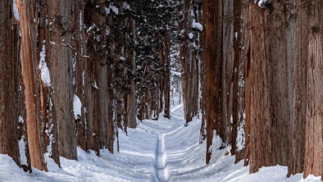 日本戶隱神社一日遊【巨人之森-千年靈修巡禮聖地】私家專車