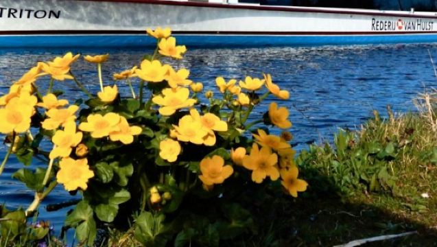 Lisse : Croisière au moulin à vent et sur le lac au départ de Katwijk