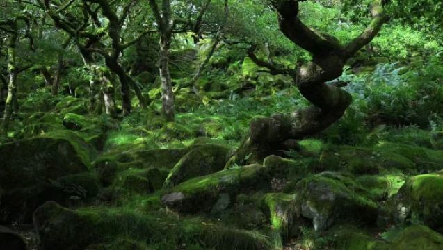 Taman Negara Peak District + Lawatan Sehari Sewaan Peribadi Lembah Hope [Hutan Ajaib UK: Tidak Termasuk Tiket Masuk]