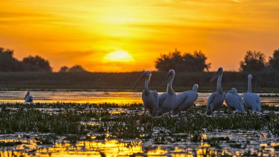 Tulcea: Danube Delta Tour, Mila 23, Letea & Sulina Beach