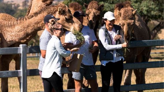 Harrisville: Summer Land Camel Farm Tour with Tasting