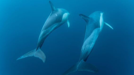 Basque Country : Whale and Dolphin Watching Boat Tours