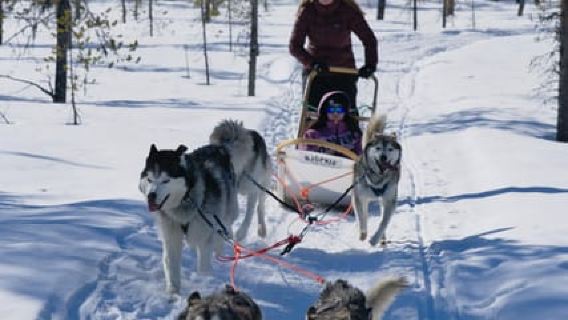 Levi: Self-Driven Husky Ride In Snowy Forest (5km)
