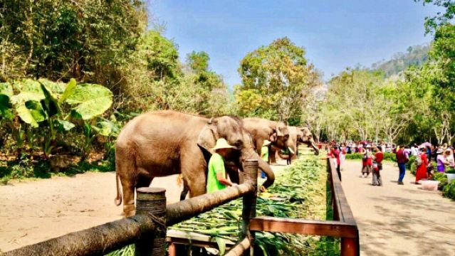 Taman Kekaisaran Manting/Xishuangbanna + Lembah Gajah Liar + Sewaan Peribadi Tanpa Pakej Berkumpulan/Pemandu Pelancong/Lawatan Sehari