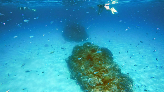 沖縄・渡嘉敷島で1時間体験ダイビング【シュノーケリング・海水浴日帰りツアー＋クルーズ＋昼食・乗船チケット＋ロングステイ】