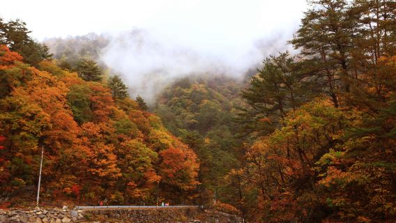 Summer and fall limited edition | From Seoul: Seoraksan + Nami Island 1-day tour
