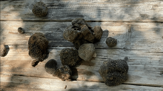 Truffle Hunting, Culinary & Wine Celebration from Heraklion