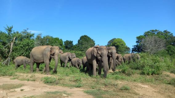 Taman Nasional Udawalawe: Tur Safari Setengah Hari