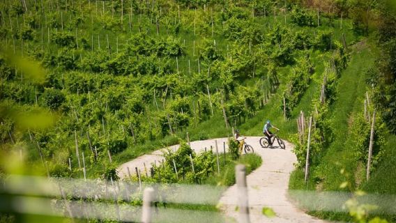 Valdobbiadene: self-guided e-bike tour in the Prosecco Hills