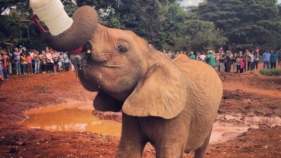David Sheldrick Wildlife Trust e Giraffe Center
