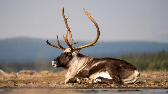 Kiruna: Arctic Summit Views in the Midnight Sun